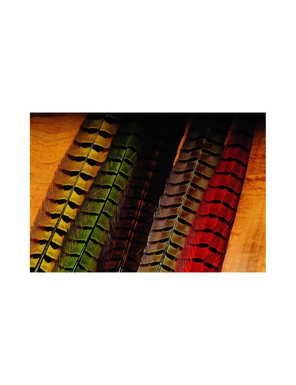 Plumas de cola de faisan macho