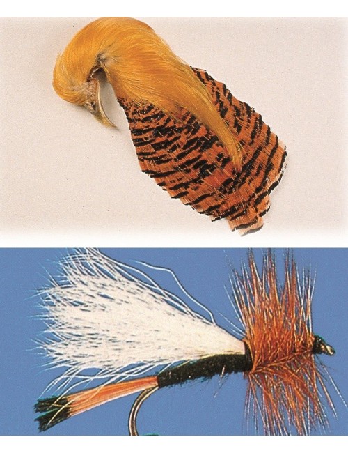 Cresta faisan dorado